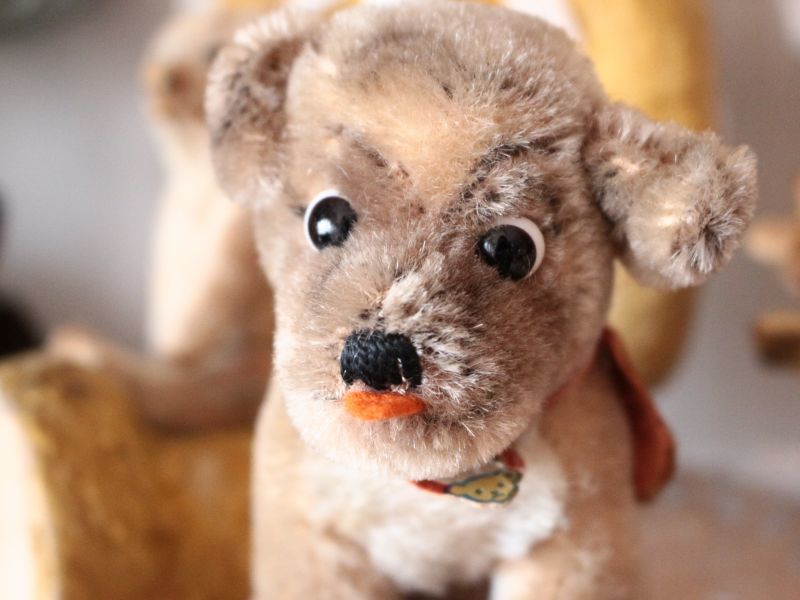 Antique toricoTte Antique Steiff Mopsy Pug/ヨーロッパ蚤の市